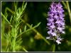 Common Spotted Orchid, Dactylorhiza fuchsii 